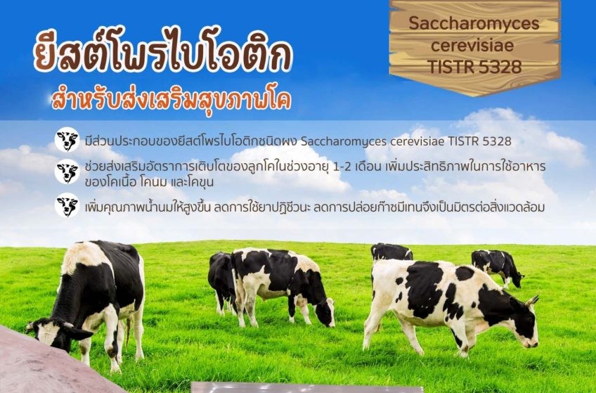 วว. วิจัยและพัฒนายีสต์โพรไบโอติกชนิดผงสำหรับส่งเสริมสุขภาพโค